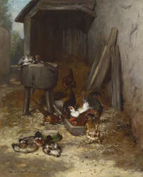 Poules dans l